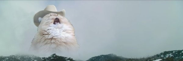 Meme Cat
