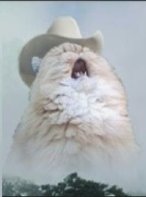 Психуючий кіт